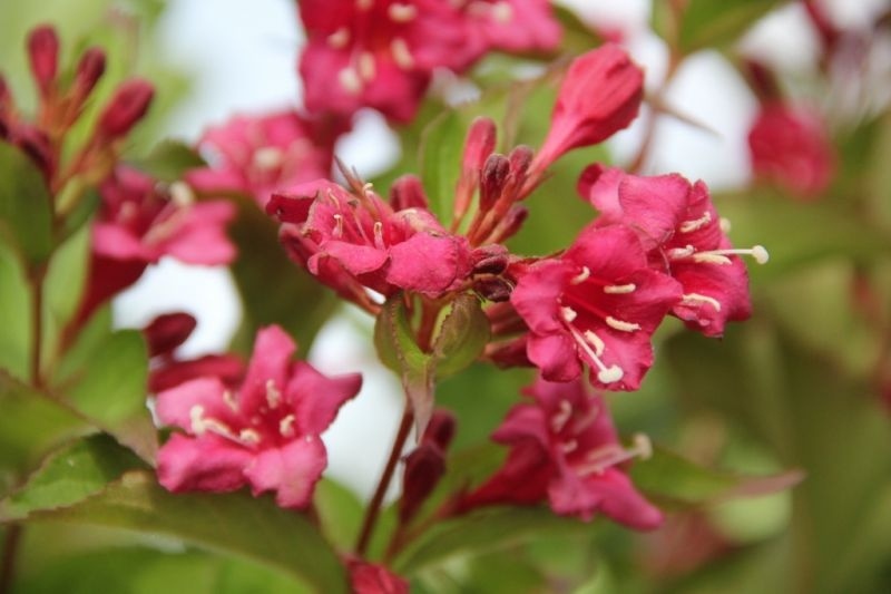Weigela 'Bristol Ruby', Weigela 'Bristol Ruby' kopen